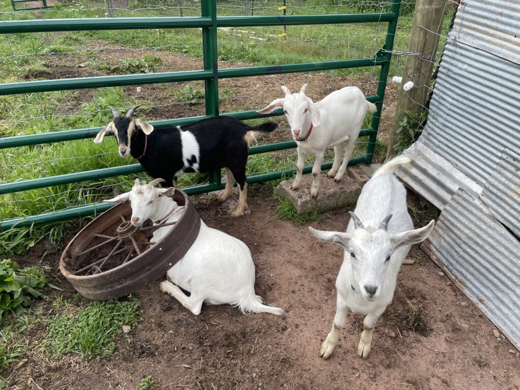Group of goats with one goat with its head stuck in a wheel