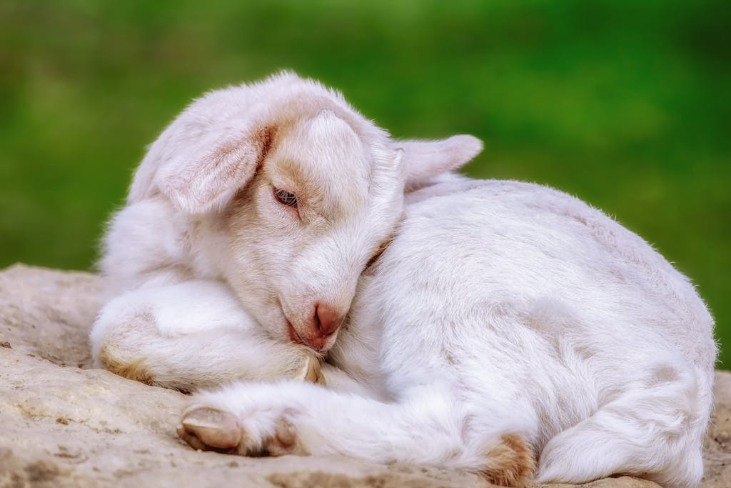 A cute white baby goat lying down and sleeping on a farm in a peaceful setting.