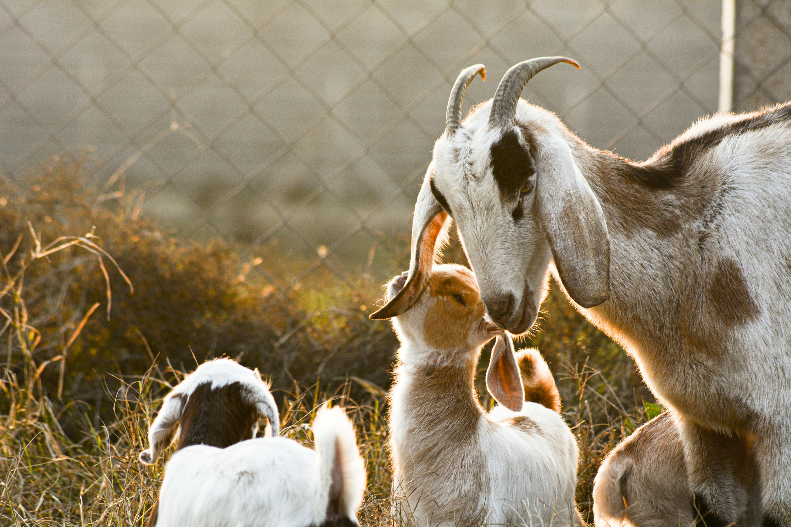 A goat and her kids captured in a serene farm setting at golden hour.