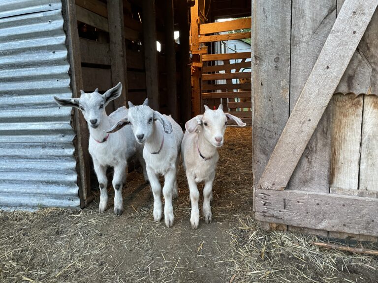 250+ Female Goat Names (Cute, Funny, and Totally Perfect for Your Herd)