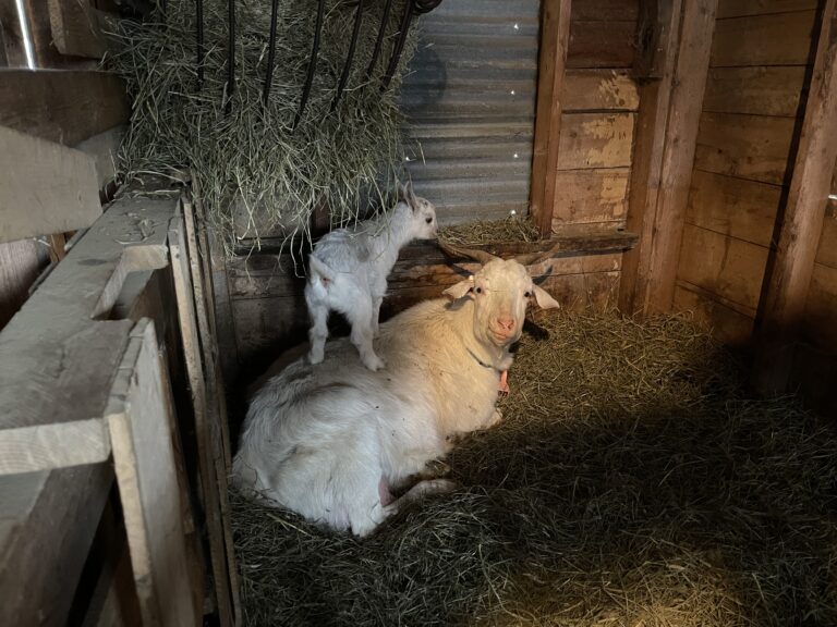 Signs Your Goat Is About to Give Birth (and What to Do)