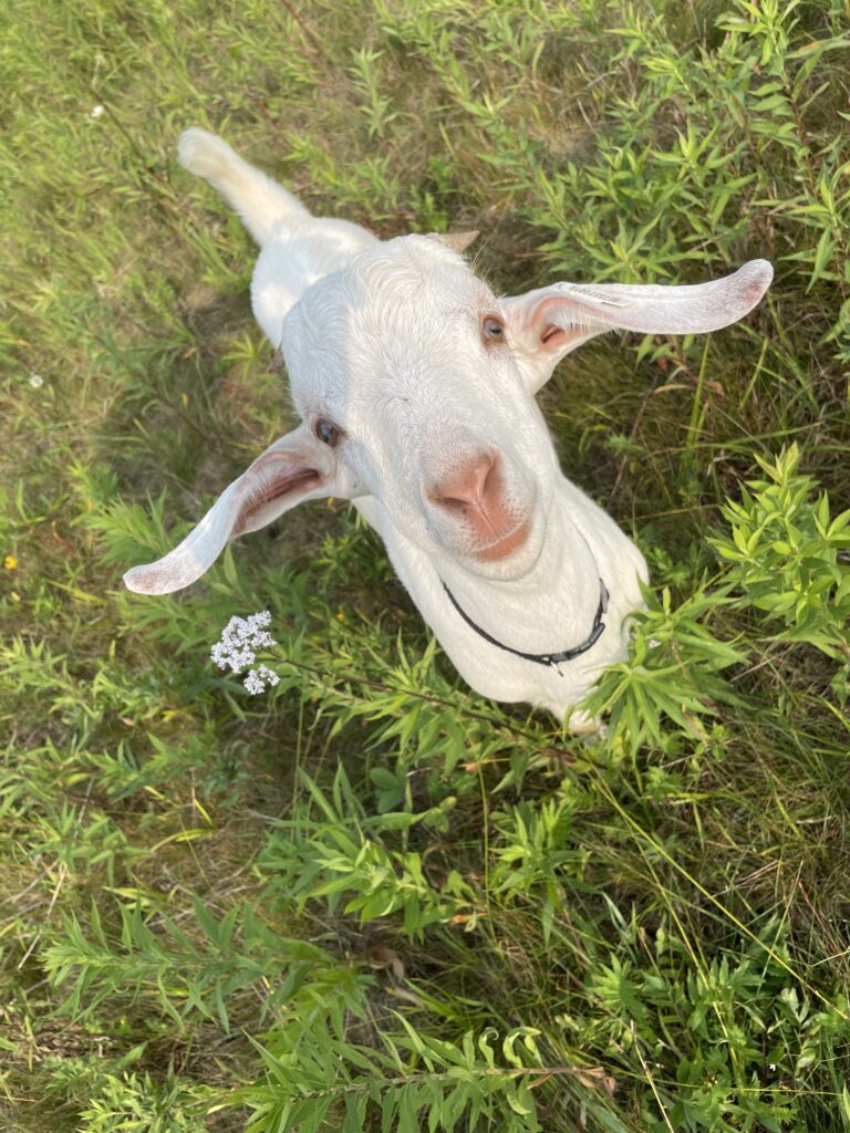 The Ultimate List of Punny Goat Names: 100+ Goat Pun Names