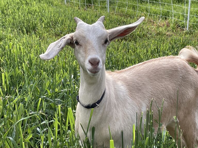 Making Money With Goats: How Targeted Grazing Can Turn Your Herd Into a Side Hustle