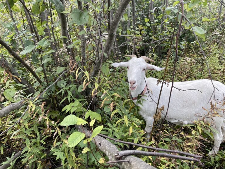 Pasture Management for Beginners: How Not to End Up With a Dust Bowl