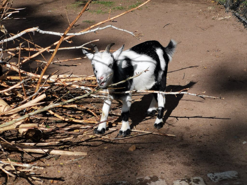Adorable young goat chewing on sticks in a sunny outdoor farm area.