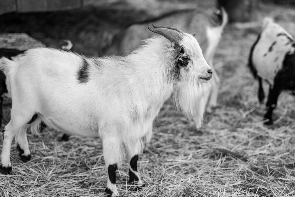 Black and white photo of a goat standing on straw at a farm in Gare&scaron;nica, Croatia.