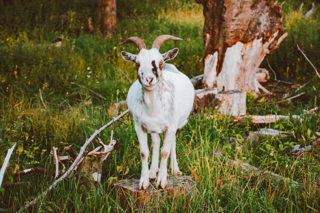 White goat with brown horns standing in a grassy forest area. Perfect for rural and nature themes.