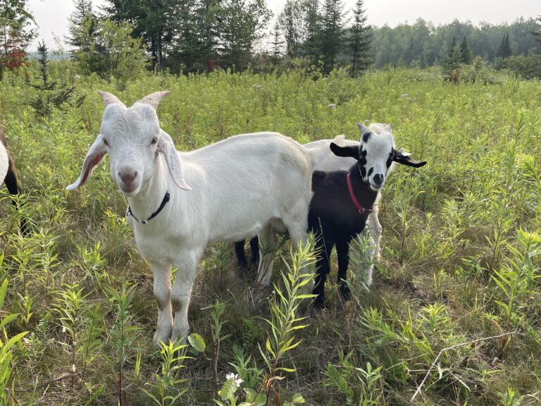 250+ Male Goat Names (Strong, Funny, and Perfect for Your Bucks & Wethers)