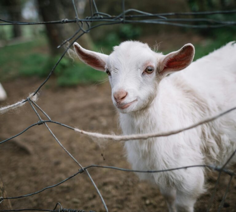 140+ White Goat Names (Snowy, Silly & Seriously Perfect)